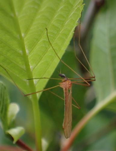 Phylidorea sp.